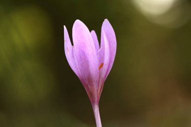 Colchicum autumnale. Orta, Güney ve Batı Avrupa'da yaygındır. Ayrıca bir süs bitkisi olarak yetiştirilir. Sonbahar doğa. Vahşi doğa. 