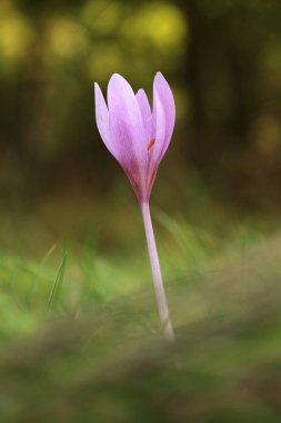 Colchicum autumnale. Orta, Güney ve Batı Avrupa'da yaygındır. Ayrıca bir süs bitkisi olarak yetiştirilir. Sonbahar doğa. Vahşi doğa. 