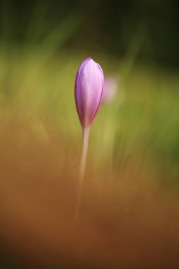 Colchicum autumnale. Orta, Güney ve Batı Avrupa'da yaygındır. Ayrıca bir süs bitkisi olarak yetiştirilir. Sonbahar doğa. Vahşi doğa. 