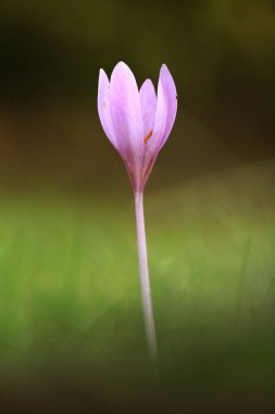 Colchicum autumnale. Orta, Güney ve Batı Avrupa'da yaygındır. Ayrıca bir süs bitkisi olarak yetiştirilir. Sonbahar doğa. Vahşi doğa. 