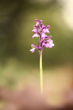 Üzümlü morio. Çek Cumhuriyeti'nde doğada orkide. Vahşi doğa. Çok nadir bir bitki. Sabah alınan. Güneşin içinde belgili tanımlık fotoğraf. Güzel doğa. Sabah çayır üzerinde yabani orkide.