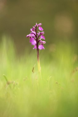 Üzümlü morio. Çek Cumhuriyeti'nde doğada orkide. Vahşi doğa. Çok nadir bir bitki. Sabah alınan. Güneşin içinde belgili tanımlık fotoğraf. Güzel doğa. Sabah çayır üzerinde yabani orkide.