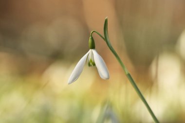 Galanthus nivalis. Avrupa, güneybatı Asya ve Kuzey Afrika yayılıyor. Ücretsiz doğa. Nadir bir bitki. Doğa Çek dili Bahar doğa Çek Cumhuriyeti. Güzel fotoğraf. Güzel renkler.