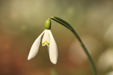 Galanthus nivalis. Avrupa, güneybatı Asya ve Kuzey Afrika yayılıyor. Ücretsiz doğa. Nadir bir bitki. Doğa Çek dili Bahar doğa Çek Cumhuriyeti. Güzel fotoğraf. Güzel renkler.