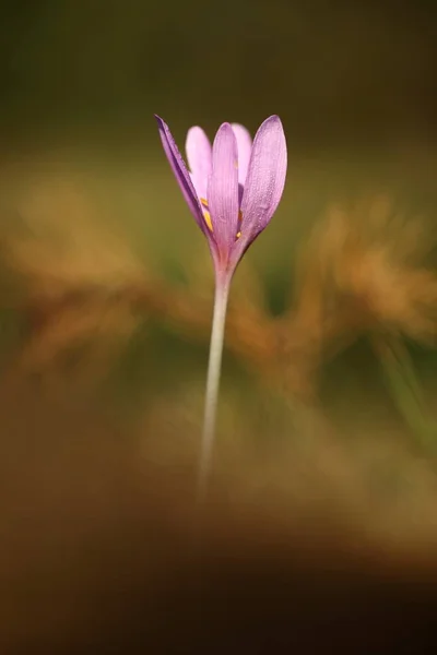 Colchicum Autumnale Widespread Central Southern Western Europe Also Grown Ornamental — Stock Photo, Image