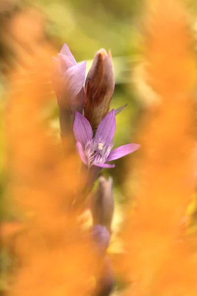 Gentianella Praecox Özgür Çek Dili Doğası Sonbahar Doğa Nadir Bir — Stok fotoğraf