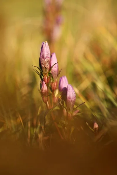 チャボリンドウ早発 チェコ語の自由な性質秋の自然 珍しい植物 ヨーロッパの自然 美しい自然の写真 — ストック写真