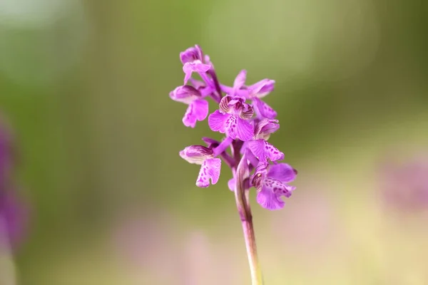 Orchis Morio Orchid Nature Czech Republic Wild Nature Very Rare — Stock Photo, Image