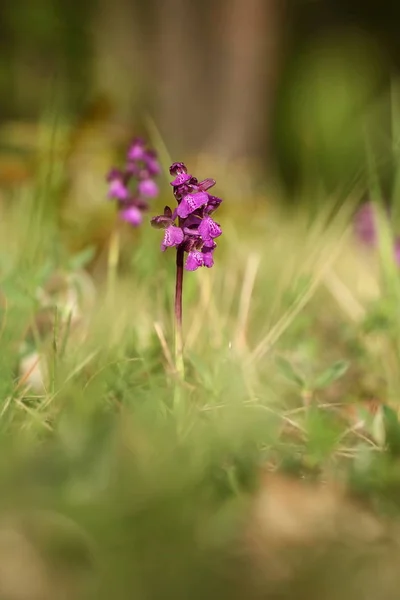 Üzümlü Morio Çek Cumhuriyeti Nde Doğada Orkide Vahşi Doğa Çok — Stok fotoğraf