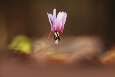 Erythronium dens-canis. Avrupa'da yetişen Erythronium cinsinin tek türdür. Güney ve Orta Avrupa'da yaygındır. Ücretsiz doğa. Güzel bitki fotoğraf. Bahar doğa. Bahar.