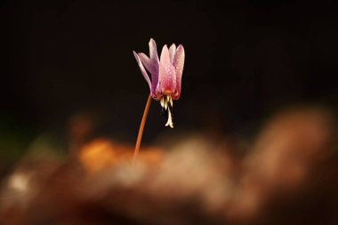 Erythronium dens-canis. Avrupa'da yetişen Erythronium cinsinin tek türdür. Güney ve Orta Avrupa'da yaygındır. Ücretsiz doğa. Güzel bitki fotoğraf. Bahar doğa. Bahar.