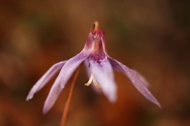 Erythronium dens-canis. Avrupa'da yetişen Erythronium cinsinin tek türdür. Güney ve Orta Avrupa'da yaygındır. Ücretsiz doğa. Güzel bitki fotoğraf. Bahar doğa. Bahar.