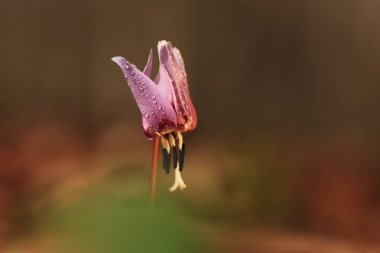 Erythronium dens-canis. Avrupa'da yetişen Erythronium cinsinin tek türdür. Güney ve Orta Avrupa'da yaygındır. Ücretsiz doğa. Güzel bitki fotoğraf. Bahar doğa. Bahar.