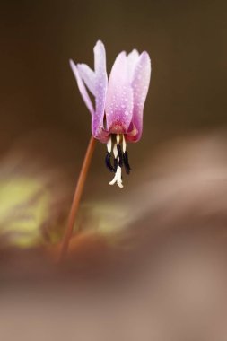 Erythronium dens-canis. Avrupa'da yetişen Erythronium cinsinin tek türdür. Güney ve Orta Avrupa'da yaygındır. Ücretsiz doğa. Güzel bitki fotoğraf. Bahar doğa. Bahar.