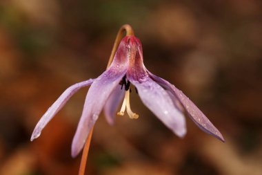 Erythronium dens-canis. Avrupa'da yetişen Erythronium cinsinin tek türdür. Güney ve Orta Avrupa'da yaygındır. Ücretsiz doğa. Güzel bitki fotoğraf. Bahar doğa. Bahar.