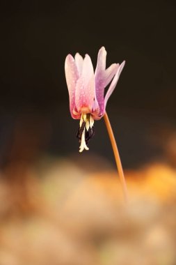 Erythronium dens-canis. Avrupa'da yetişen Erythronium cinsinin tek türdür. Güney ve Orta Avrupa'da yaygındır. Ücretsiz doğa. Güzel bitki fotoğraf. Bahar doğa. Bahar.