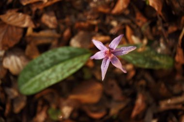 Erythronium dens-canis. Avrupa'da yetişen Erythronium cinsinin tek türdür. Güney ve Orta Avrupa'da yaygındır. Ücretsiz doğa. Güzel bitki fotoğraf. Bahar doğa. Bahar.