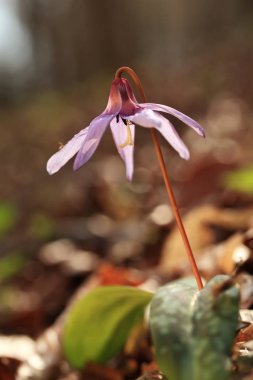 Erythronium dens-canis. Avrupa'da yetişen Erythronium cinsinin tek türdür. Güney ve Orta Avrupa'da yaygındır. Ücretsiz doğa. Güzel bitki fotoğraf. Bahar doğa. Bahar.