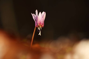 Erythronium dens-canis. Avrupa'da yetişen Erythronium cinsinin tek türdür. Güney ve Orta Avrupa'da yaygındır. Ücretsiz doğa. Güzel bitki fotoğraf. Bahar doğa. Bahar.