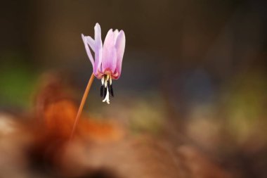 Erythronium dens-canis. Avrupa'da yetişen Erythronium cinsinin tek türdür. Güney ve Orta Avrupa'da yaygındır. Ücretsiz doğa. Güzel bitki fotoğraf. Bahar doğa. Bahar.