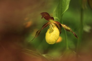 Cypripedium calceolus. Bu orkide yaklaşık 100 yerlerde, Bohemya ve Moravya, Çek Cumhuriyeti'nde bulunur. Çok nadir bir bitki. Vahşi doğa. Ücretsiz doğa. Bahar.