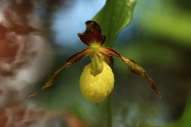 Cypripedium calceolus. Bu orkide yaklaşık 100 yerlerde, Bohemya ve Moravya, Çek Cumhuriyeti'nde bulunur. Çok nadir bir bitki. Vahşi doğa. Ücretsiz doğa. Bahar.