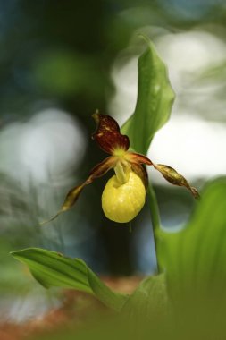 Cypripedium calceolus. Bu orkide yaklaşık 100 yerlerde, Bohemya ve Moravya, Çek Cumhuriyeti'nde bulunur. Çok nadir bir bitki. Vahşi doğa. Ücretsiz doğa. Bahar.