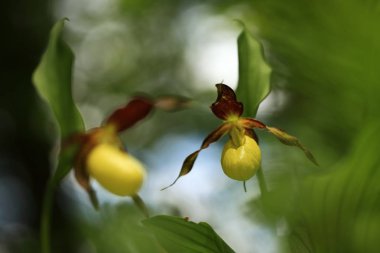 Cypripedium calceolus. Bu orkide yaklaşık 100 yerlerde, Bohemya ve Moravya, Çek Cumhuriyeti'nde bulunur. Çok nadir bir bitki. Vahşi doğa. Ücretsiz doğa. Bahar.