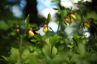 Cypripedium calceolus. Bu orkide yaklaşık 100 yerlerde, Bohemya ve Moravya, Çek Cumhuriyeti'nde bulunur. Çok nadir bir bitki. Vahşi doğa. Ücretsiz doğa. Bahar.