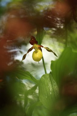 Cypripedium calceolus. Bu orkide yaklaşık 100 yerlerde, Bohemya ve Moravya, Çek Cumhuriyeti'nde bulunur. Çok nadir bir bitki. Vahşi doğa. Ücretsiz doğa. Bahar.
