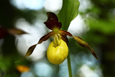 Cypripedium calceolus. Bu orkide yaklaşık 100 yerlerde, Bohemya ve Moravya, Çek Cumhuriyeti'nde bulunur. Çok nadir bir bitki. Vahşi doğa. Ücretsiz doğa. Bahar.