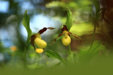 Cypripedium calceolus. Bu orkide yaklaşık 100 yerlerde, Bohemya ve Moravya, Çek Cumhuriyeti'nde bulunur. Çok nadir bir bitki. Vahşi doğa. Ücretsiz doğa. Bahar.