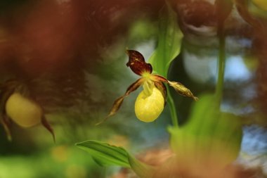 Cypripedium calceolus. Bu orkide yaklaşık 100 yerlerde, Bohemya ve Moravya, Çek Cumhuriyeti'nde bulunur. Çok nadir bir bitki. Vahşi doğa. Ücretsiz doğa. Bahar.
