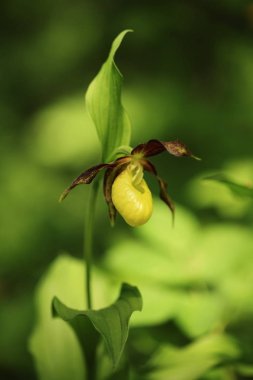 Cypripedium calceolus. Bu orkide yaklaşık 100 yerlerde, Bohemya ve Moravya, Çek Cumhuriyeti'nde bulunur. Çok nadir bir bitki. Vahşi doğa. Ücretsiz doğa. Bahar.