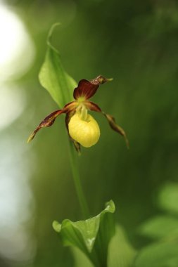 Cypripedium calceolus. Bu orkide yaklaşık 100 yerlerde, Bohemya ve Moravya, Çek Cumhuriyeti'nde bulunur. Çok nadir bir bitki. Vahşi doğa. Ücretsiz doğa. Bahar.