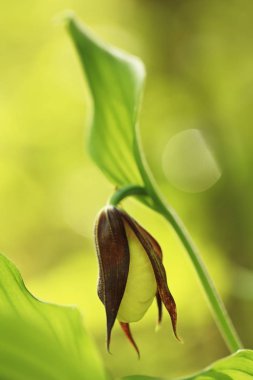 Cypripedium calceolus. Bu orkide yaklaşık 100 yerlerde, Bohemya ve Moravya, Çek Cumhuriyeti'nde bulunur. Çok nadir bir bitki. Vahşi doğa. Ücretsiz doğa. Bahar.