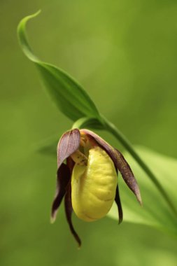 Cypripedium calceolus. Bu orkide yaklaşık 100 yerlerde, Bohemya ve Moravya, Çek Cumhuriyeti'nde bulunur. Çok nadir bir bitki. Vahşi doğa. Ücretsiz doğa. Bahar.