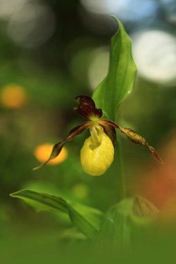 Cypripedium calceolus. Bu orkide yaklaşık 100 yerlerde, Bohemya ve Moravya, Çek Cumhuriyeti'nde bulunur. Çok nadir bir bitki. Vahşi doğa. Ücretsiz doğa. Bahar.