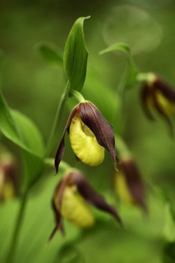 Cypripedium calceolus. Bu orkide yaklaşık 100 yerlerde, Bohemya ve Moravya, Çek Cumhuriyeti'nde bulunur. Çok nadir bir bitki. Vahşi doğa. Ücretsiz doğa. Bahar.