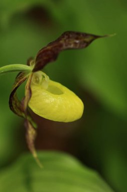 Cypripedium calceolus. Bu orkide yaklaşık 100 yerlerde, Bohemya ve Moravya, Çek Cumhuriyeti'nde bulunur. Çok nadir bir bitki. Vahşi doğa. Ücretsiz doğa. Bahar.