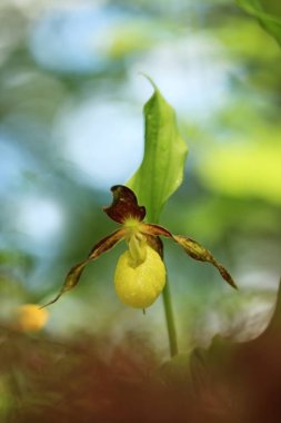 Cypripedium calceolus. Bu orkide yaklaşık 100 yerlerde, Bohemya ve Moravya, Çek Cumhuriyeti'nde bulunur. Çok nadir bir bitki. Vahşi doğa. Ücretsiz doğa. Bahar.