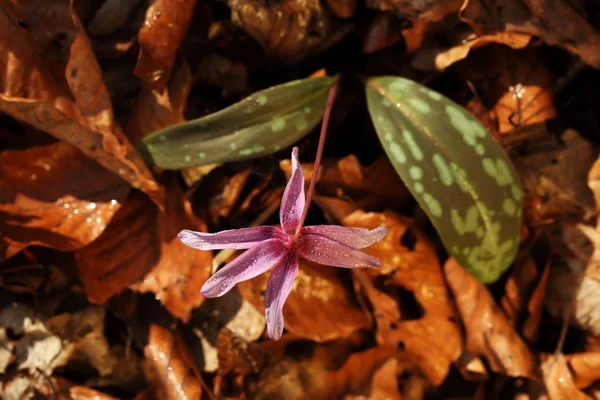 Erythronium dens-canis. Avrupa'da yetişen Erythronium cinsinin tek türdür. Güney ve Orta Avrupa'da yaygındır. Ücretsiz doğa. Güzel bitki fotoğraf. Bahar doğa. Bahar.