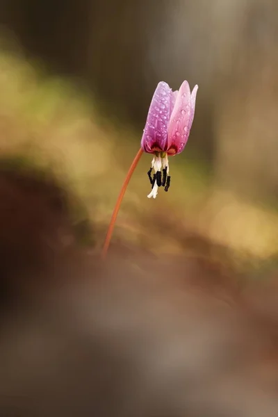 Erythronium Dens Canis Jediným Druhem Rodu Kandík Která Roste Evropě — Stock fotografie