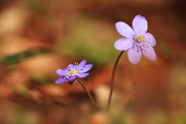 Hepatica Nobilis Spread Throughout Europe Expanded Iceland Grow Mostly Deciduous — Stock Photo, Image