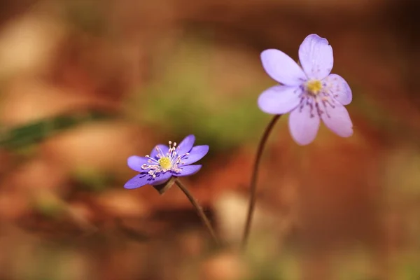 Hepatica Nobilis Elle Est Répandue Dans Toute Europe Pas Expansion — Photo