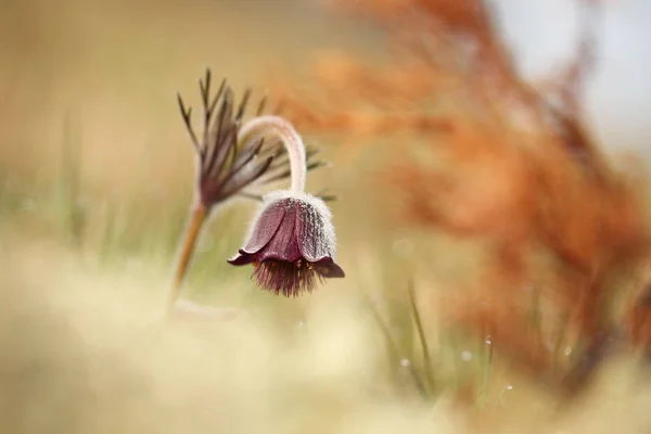 Pulsatilla Pratensis Grows Sunny Bright Places Example Rocky Grassy Slopes — Stock Photo, Image