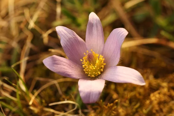 Pulsatilla Grandis Növekszik Cseh Köztársaságban Közép Délkelet Európa Oroszországban Közép — Stock Fotó