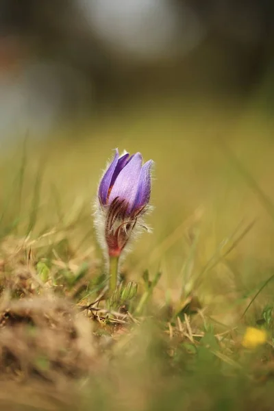 Pulsatilla grandis. Growing in the Czech Republic. It grows in Central and Southeast Europe. In Russia. In Central Europe, Western Europe, England and southern Scandinavia another species grows.