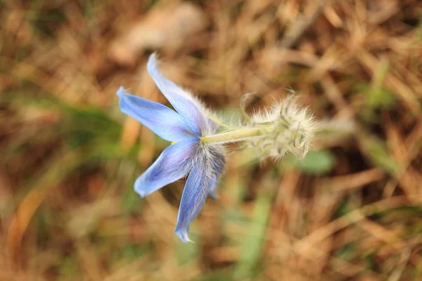 Pulsatilla グランディス チェコ共和国で成長しています それは中央および南東ヨーロッパで育ちます ロシア 中央ヨーロッパ 西ヨーロッパ イギリス 南部のスカンジナビアで別の種が育つ — ストック写真