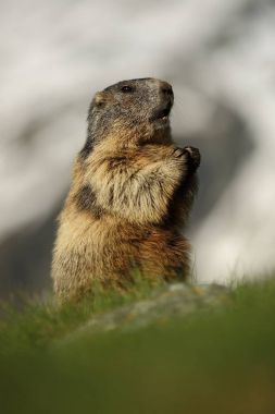 Marmota marmota. Avusturya'da fotoğraflandı. Ücretsiz doğa. Dağlar. Avrupa'nın vahşi doğa. Hayvan hayat güzel fotoğraf.